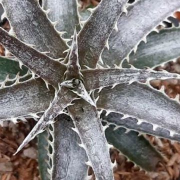 Dyckia Pale Rider - Hoja de Sierra