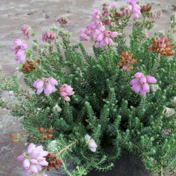 Erica tetralix Tina - Brezo de cuatro estambres