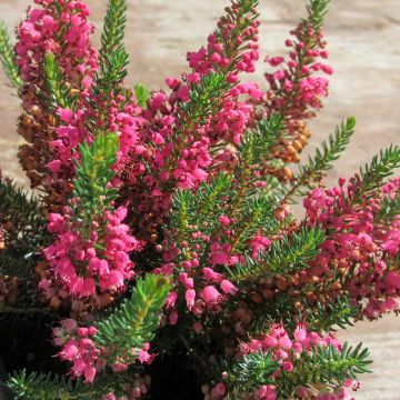 Erica vagans Birch Glow - Brezo