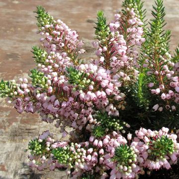 Erica vagans Holden Pink - Brezo