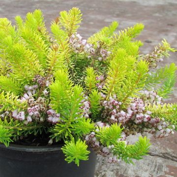 Erica vagans Yellow John - Brezo