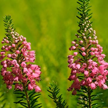 Erica vagans St Keverne - Brezo