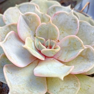 Echeveria lilacina