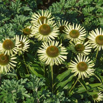 Echinacea purpurea Avalanche