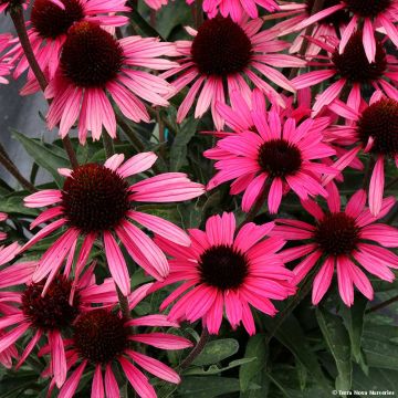 Echinacea Dark Shadows Wicked