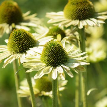 Echinacea purpurea Green Jewel