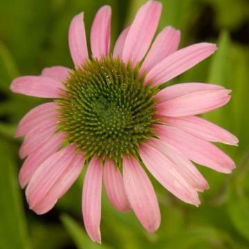 Echinacea purpurea Kim's Knee High