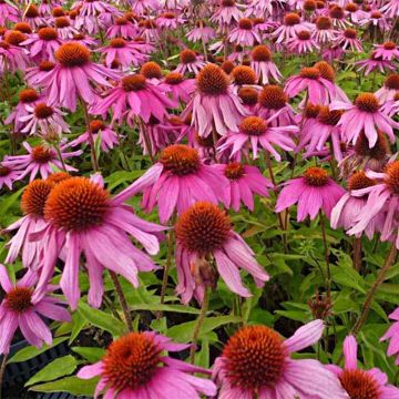 Echinacea purpurea Red Knee High