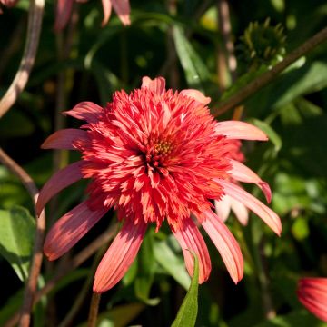 Echinacea purpurea Secret Passion