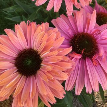 Echinacea Sunseekers Rainbow