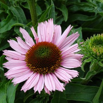 Echinacea purpurea SunSeekers Salmon