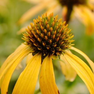 Echinacea Sunny Meadow Mama