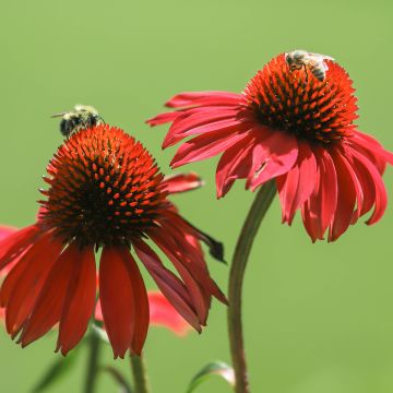 Echinacea purpurea Tomato Soup