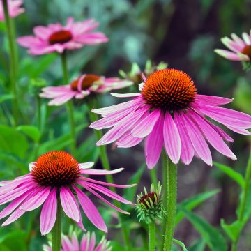 Equinácea de hoja estrecha - Echinacea angustifolia