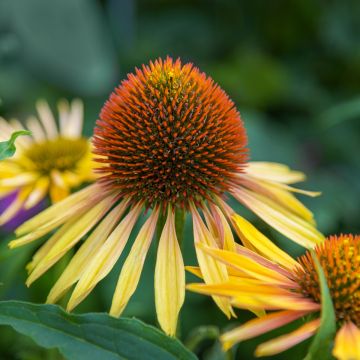 Echinacea paradoxa - Equinácea paradójica