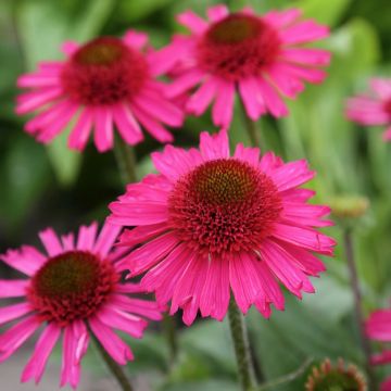 Echinacea purpurea Delicious Candy