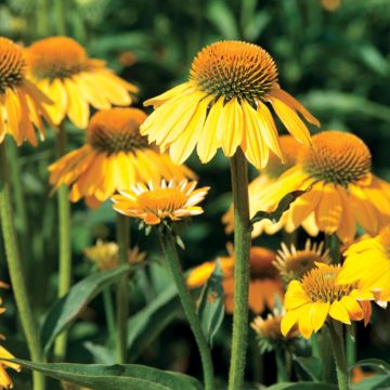 Echinacea purpurea Espinoso Yellow