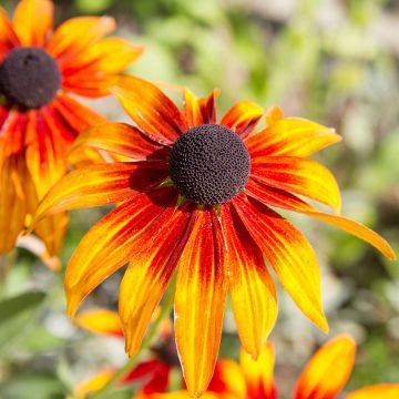 Echinacea purpurea Funky Yellow