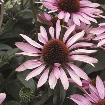 Echinacea purpurea The King