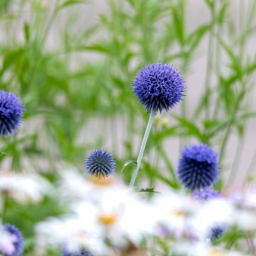 Echinops bannaticus Blue Globe - Cardo globo azul