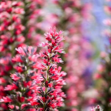 Echium amoneum Red Fathers - Tajinaste