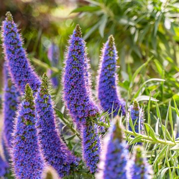 Echium candicans - Tajinaste blanco