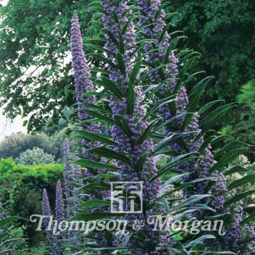 Echium pininana - Tajinaste azul