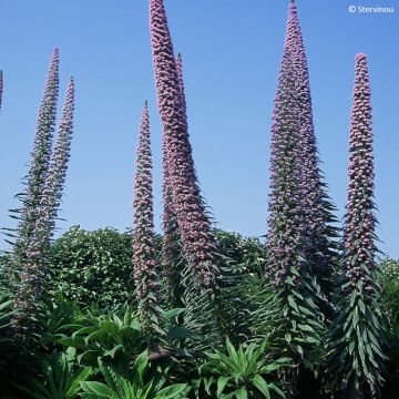 Echium pininana - Tajinaste azul