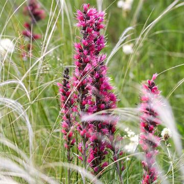 Echium russicum - Tajinaste