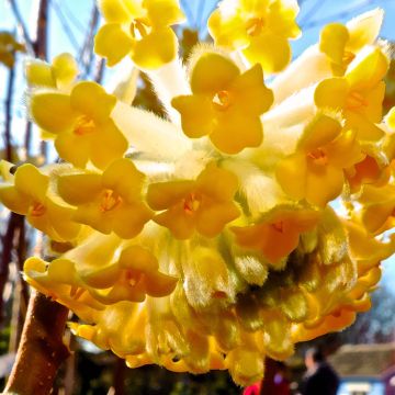 Edgeworthia chrysantha Nanjing Gold - Arbusto del papel