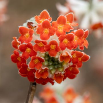 Edgeworthia chrysantha Red Dragon Akebono - Arbusto del papel