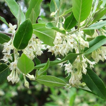 Arándano japonés - Elaeagnus umbellata