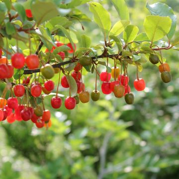 Arándano japonés Pointilla Amoroso - Elaeagnus umbellata