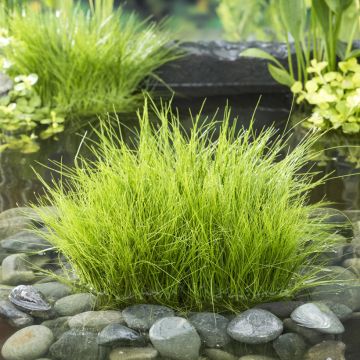 Eleocharis acicularis - Junco de agua