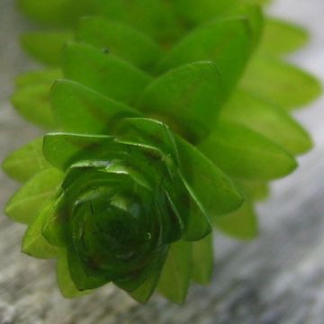 Elodea canadensis - Peste de agua