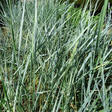 Elymus magellanicus