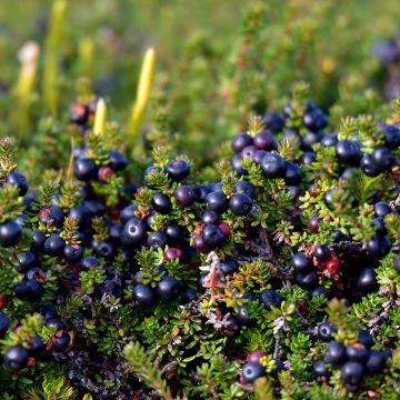 Empetrum nigrum - Arándano negro