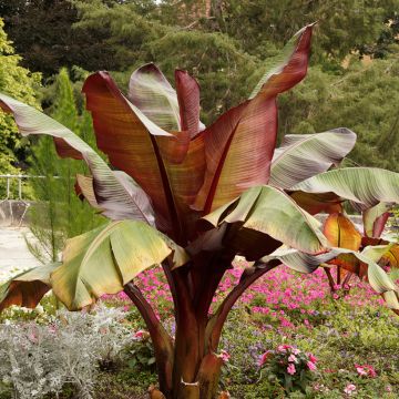 Ensete ventricosum Maurelii - Falso plátano