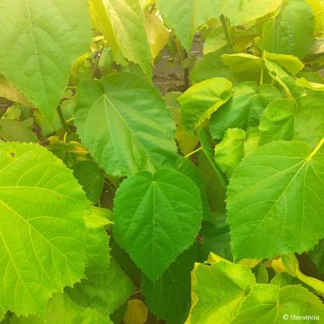 Entelea arborescens