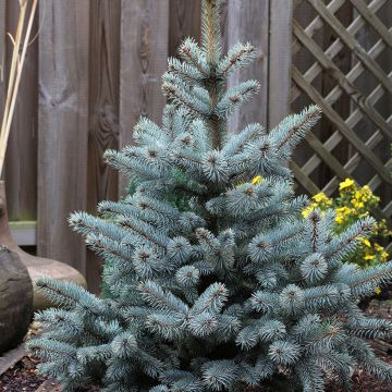 Picea pungens Blue Mountain - Pícea de Colorado