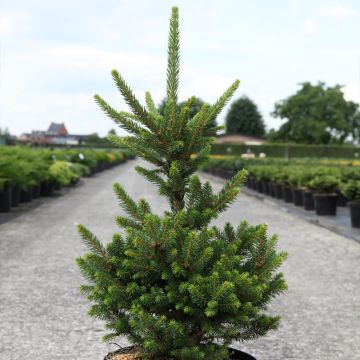 Picea abies Will's Zwerg - Pícea común