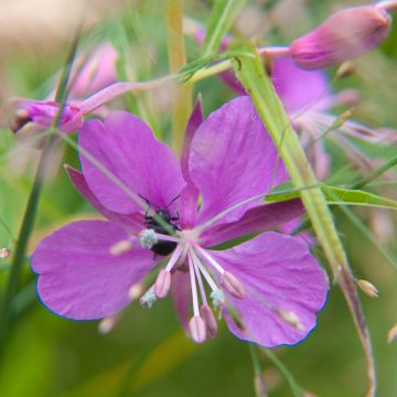 Epilobium fleischeri - Adelfilla