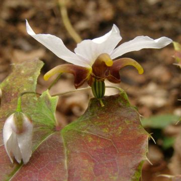 Epimedium Amanogawa