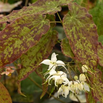 Epimedium Elenwe