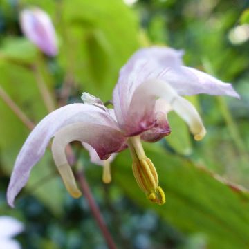 Epimedium Enchantress