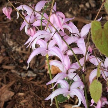 Epimedium brachyrrhizum