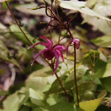 Epimedium grandiflorum Red Beauty