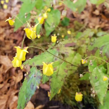 Epimedium platypetalum Sunny and Share