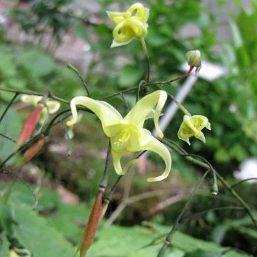 Epimedium ilicifolium