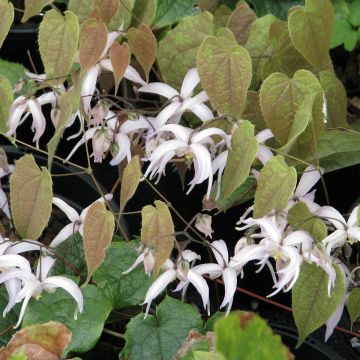 Epimedium leptorrhizum